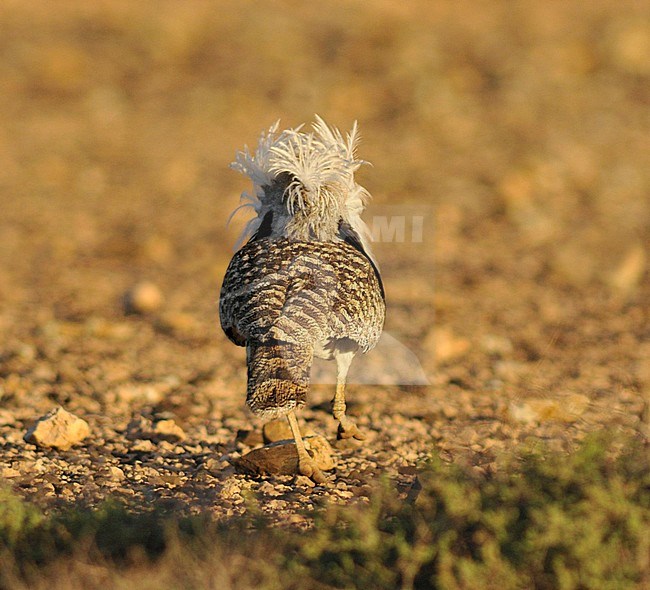 Canary Islands Bustard (Chlamydotis undulata fuertaventurae) on Fuerteventura. stock-image by Agami/Rene Pop ,