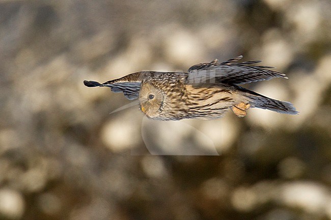 Ural Owl (Strix uralensis) in flight in Finland. stock-image by Agami/Arto Juvonen,