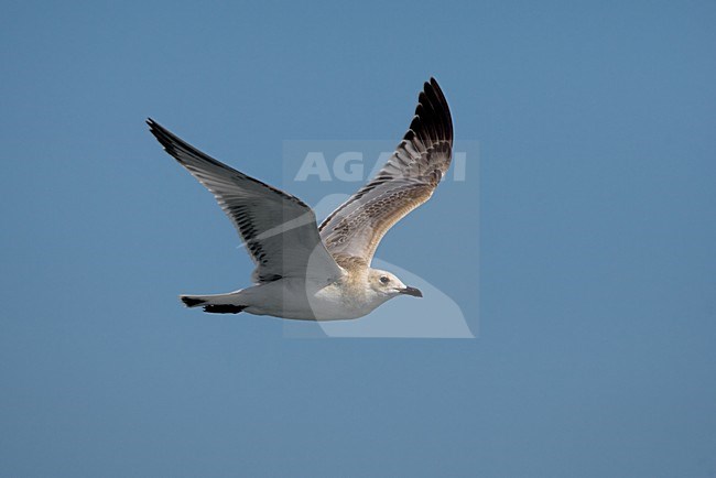 Juveniele Zwartkopmeeuw in vlucht; Juvenile Mediterranean Gull in flight stock-image by Agami/Daniele Occhiato,