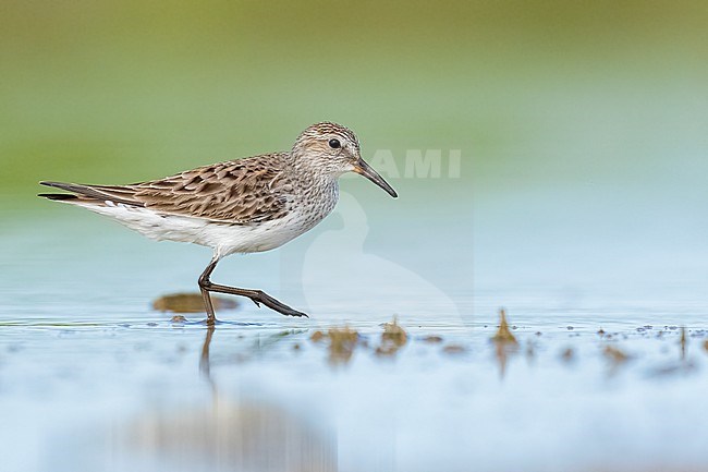 Adult breeding
Galveston Co., TX
May 2023 stock-image by Agami/Brian E Small,