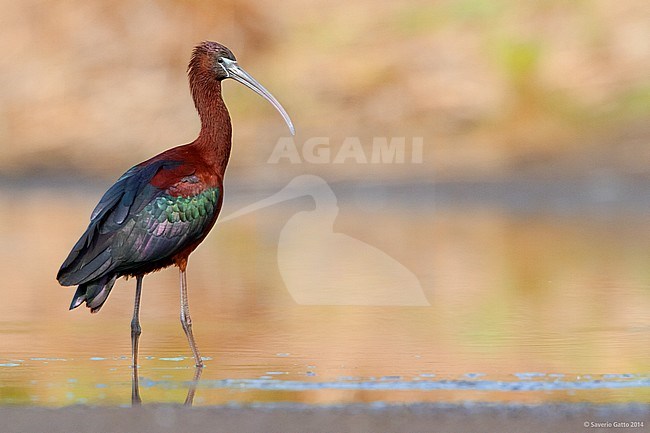 Glossy Ibis; Plegadis falcinellus stock-image by Agami/Saverio Gatto,