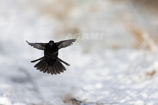 First-winter male Common Blackbird (Turdus merula) landing in snow at Rudersdal, Denmark stock-image by Agami/Helge Sorensen,