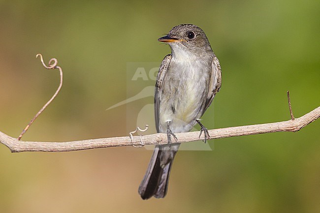 Oostelijk Bospiewie op uitkijk, Eastern Wood-Pewee on perch stock-image by Agami/Brian E Small,