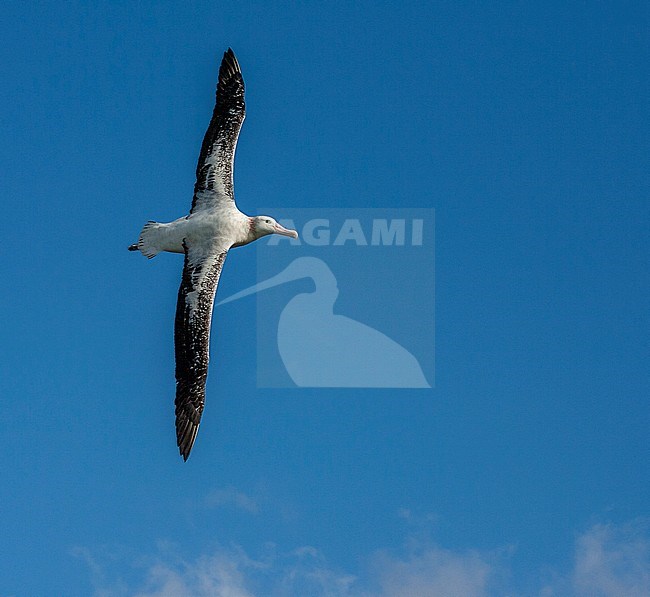 Flying adult Wandering Albatross (Diomedea exulans), also known as Snowy Albatross, in South Georgia. Arcing in mid air. stock-image by Agami/Marc Guyt,