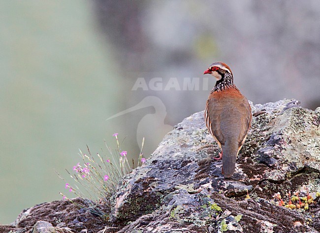 Rode Patrijs; Red-legged Partridge stock-image by Agami/Roy de Haas,