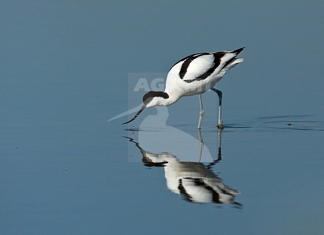 Kluut fouragerend; Pied Avocet foraging stock-image by Agami/Roy de Haas,