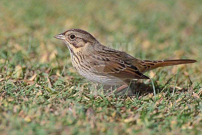 Volwassen Lincolns Gors, Adult Lincoln's Sparrow stock-image by Agami/Brian E Small,