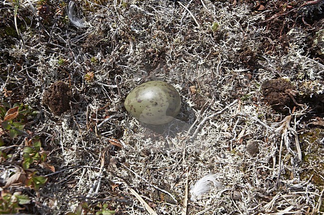 Nest met ei van Kleinste Jager; Nest with egg of Long-tailed Jaeger stock-image by Agami/Jari Peltomäki,