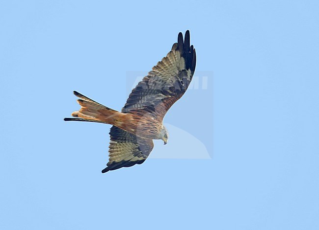 Red Kite flying; Rode Wouw vliegend stock-image by Agami/Markus Varesvuo,