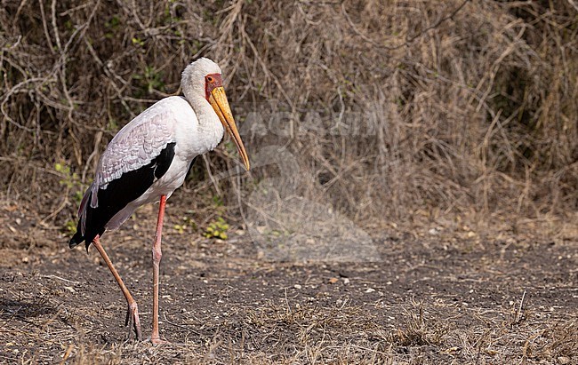 Adult Yellow-billed Stork, Mycteria ibis, in Kenya. stock-image by Agami/Ian Davies,