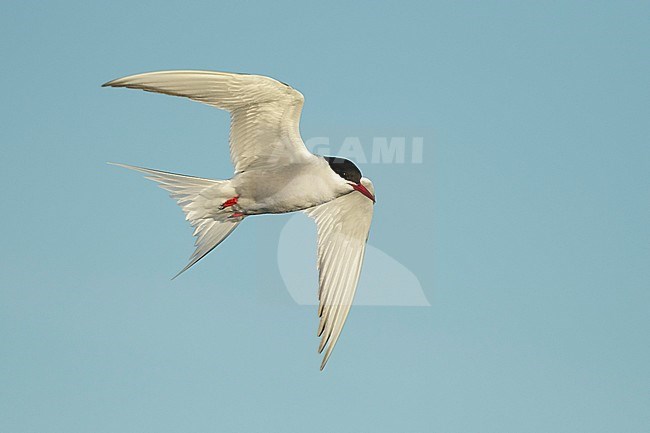 Adult breeding Arctic Tern (Sterna paradisaea) in flight over Seward Peninsula, Alaska, United States in June 2018 stock-image by Agami/Brian E Small,