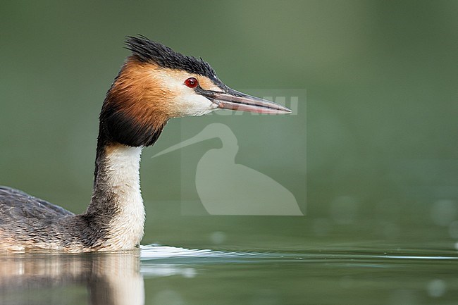 Great Crested Grebe (Podiceps cristatus cristatus) swimming on a lake in Germany. stock-image by Agami/Ralph Martin,