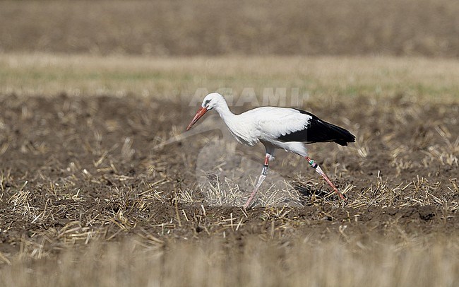 White Stork, Ciconia ciconia, at Sjælland, Denmark stock-image by Agami/Helge Sorensen,