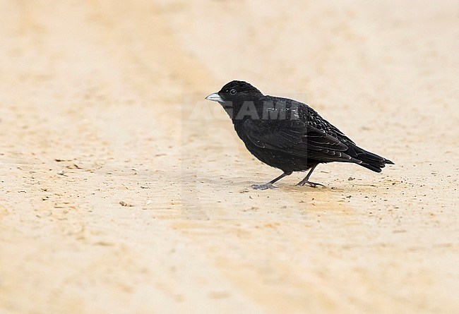 Male Black Lark sitting in steppe of Kazakhstan. May 2017. stock-image by Agami/Vincent Legrand,