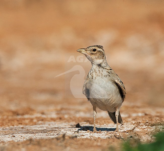 Immature Calandra Lark (Melanocorypha calandra calandra) in the Spanish steppes stock-image by Agami/Marc Guyt,