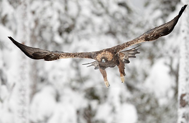 Steenarend in vlucht, Golden Eagle in flight stock-image by Agami/Markus Varesvuo,