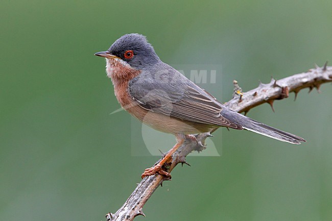 Moltoni\'s Baardgrasmus; Moltoni\'s Subalpine Warbler; Sylvia cantillans moltonii; bird; vogel; Europe; Europa; warbler; zanger; baardgrasmus; subalpine warbler; male; an; mannetje stock-image by Agami/Daniele Occhiato,