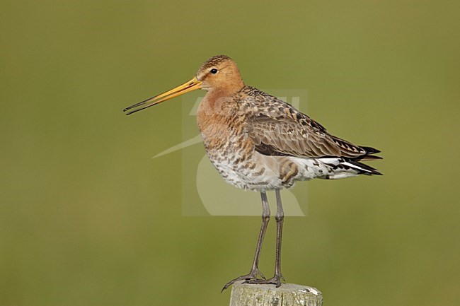 Grutto zittend op een paal; Black-tailed Godwit perched on a pole stock-image by Agami/Arie Ouwerkerk,