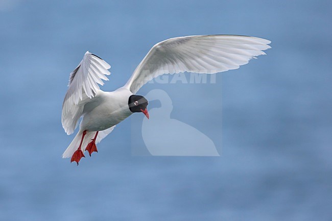 Adulte Zwartkopmeeuw in vlucht; Mediterranean Gull adult in flight stock-image by Agami/Daniele Occhiato,