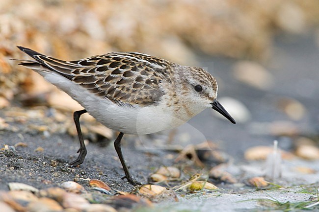 Kleine Strandloper onvolwassen Nederland, Little Stint immature Netherlands stock-image by Agami/Wil Leurs,