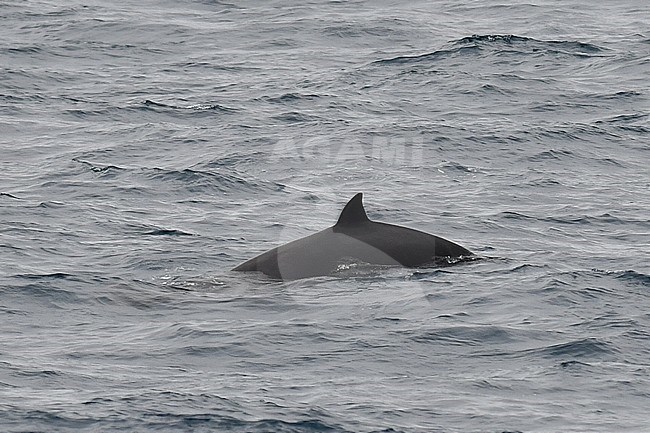 Beaked Whale species, most probably a Strap-toothed whale (Mesoplodon layardii), in the Southern Atlantic ocean near South Georgia. stock-image by Agami/Laurens Steijn,