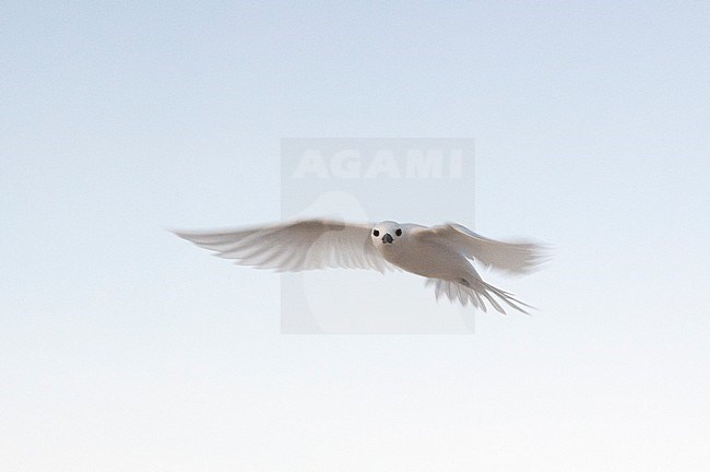Portrait of a common white or fairy tern, Gygis alba, in flight. Denis Island, The Republic of the Seychelles. stock-image by Agami/Sergio Pitamitz,