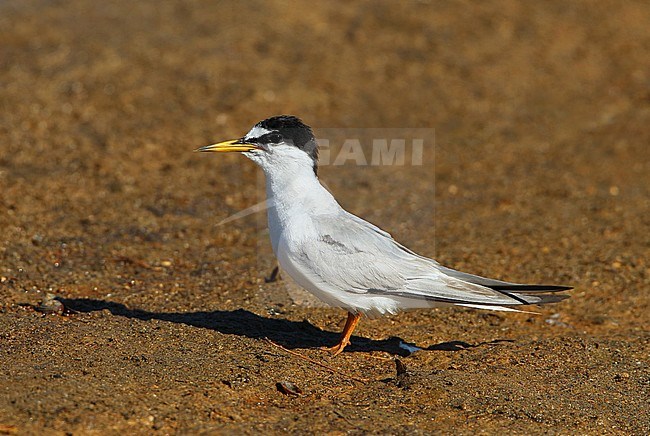 Little Tern (Sternula albifron) at Hyères - France. Photographed at the end of summer. stock-image by Agami/Aurélien Audevard,