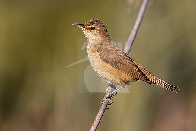 Great Reed Warbler, Acrocephalus arundinaceus, in Italy. stock-image by Agami/Daniele Occhiato,