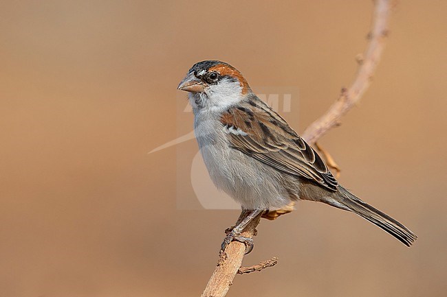 Iago Sparrow, Male, Santiago, Cape Verde (Passer iagoensis) stock-image by Agami/Saverio Gatto,