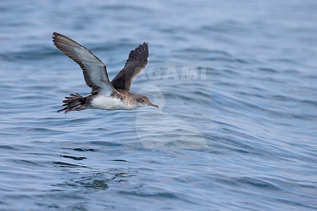 Yelkouanpijlstormvogel in de vlucht; Yelkouan Shearwater in flight stock-image by Agami/Daniele Occhiato,