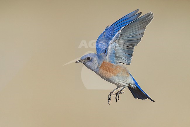 Adult male
Santa Barbara Co., CA
November 2022 stock-image by Agami/Brian E Small,