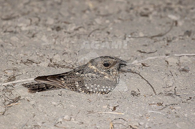 Tschudi's Nightjar (Systellura decussata) in northern Peru. stock-image by Agami/Pete Morris,