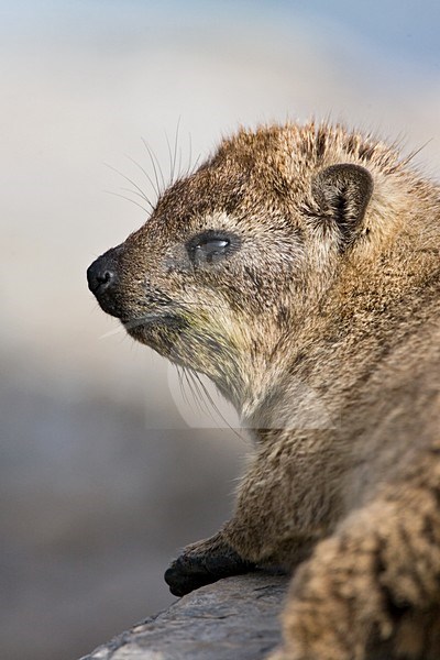 Close-up van een Klipdas; Close up of Rock Hyrax stock-image by Agami/Marc Guyt,