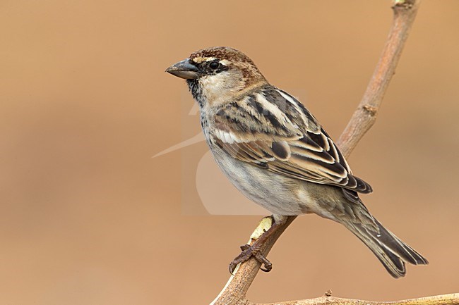 Mannetje Spaanse Mus; Spanish Sparrow male stock-image by Agami/Daniele Occhiato,