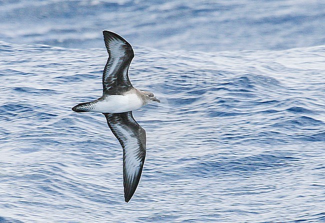 Trindade Petrel (Pterodroma arminjoniana) at sea, off the coast of Cape Hatteras, North Carolina, United States. stock-image by Agami/Steve Howell,