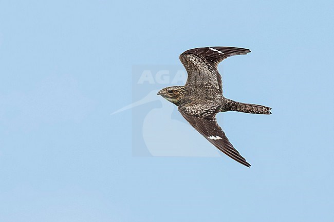 Adult male
Galveston Co., TX
April 2023 stock-image by Agami/Brian E Small,