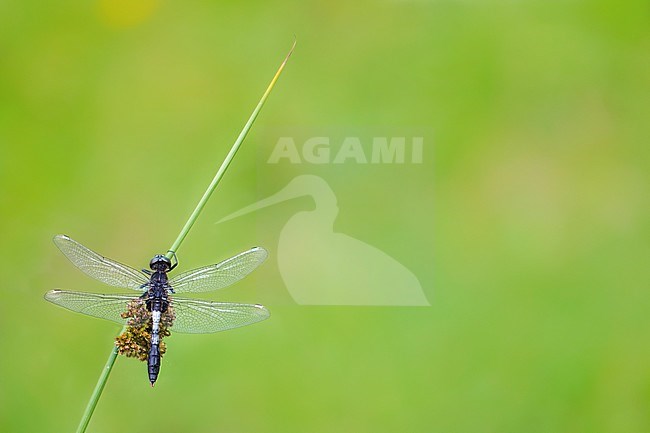 Male Lilypad Whiteface stock-image by Agami/Wil Leurs,