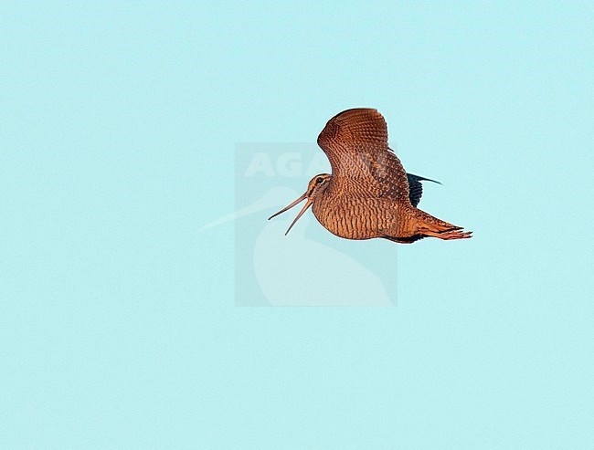 Eurasian Woodcock (Scolopax rusticola) in display flight at dusk, with last light, in Finland. stock-image by Agami/Dick Forsman,