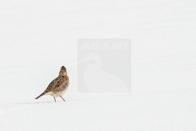 Wintering Eurasian Skylark (Alauda arvensis) in the Netherlands. Standing in the snow. stock-image by Agami/Marc Guyt,