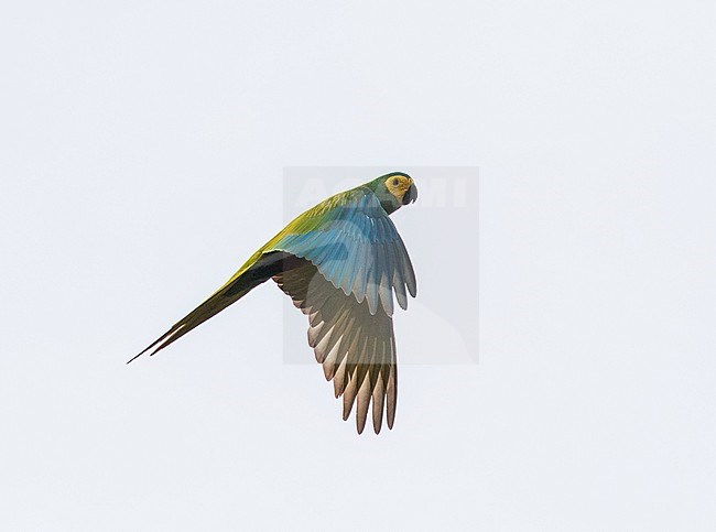 Flying Red-bellied Macaw (Orthopsittaca manilatus) on the island Trinidad in the Caribbean. stock-image by Agami/Pete Morris,
