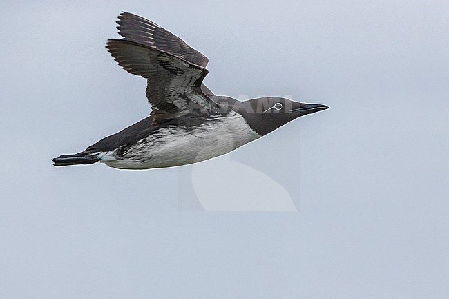 Common Murre (Uria aalge), adult in flight stock-image by Agami/Saverio Gatto,