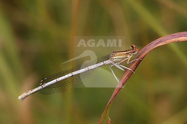 Blauwe breedscheenjuffer, White-legged Damselfly stock-image by Agami/Bas Haasnoot,