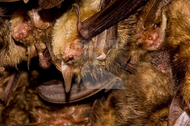 Grootoorvleermuizen in nestkast; Brown Long-eared Bats in nestbox stock-image by Agami/Theo Douma,