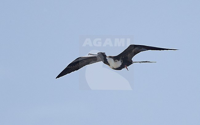 Magnificent Frigatebird (Fregata magnificens rothschildi), female in flight at Dry Tortugas, USA stock-image by Agami/Helge Sorensen,