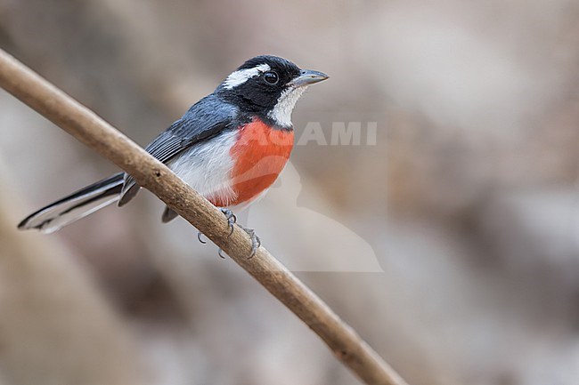 Red-breasted Chat (Granatellus venustus) in mexico stock-image by Agami/Dubi Shapiro,