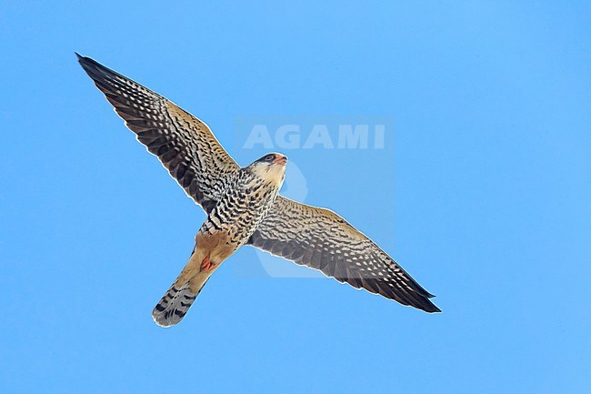 Onvolwassen Amoerroodpootvalk; Immature Amur Falcon stock-image by Agami/Daniele Occhiato,