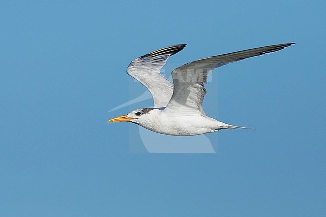 Adult American Royal Tern (Thalasseus maximus) in nonbreeding plumage in flight against a blue sky in Galveston County, Texas, USA. stock-image by Agami/Brian E Small,