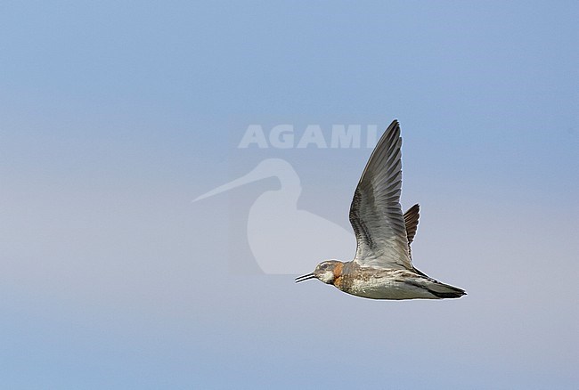 Red-necked Phalarope (Phalaropus lobatus) Norway July 2004 stock-image by Agami/Markus Varesvuo,