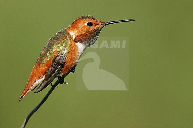 Adult male
Los Angeles Co., CA
January 2009 stock-image by Agami/Brian E Small,