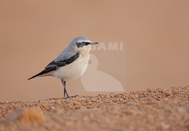 Mannetje Tapuit zittend op de grond; Male Northern Wheatear perched on the ground stock-image by Agami/Markus Varesvuo,